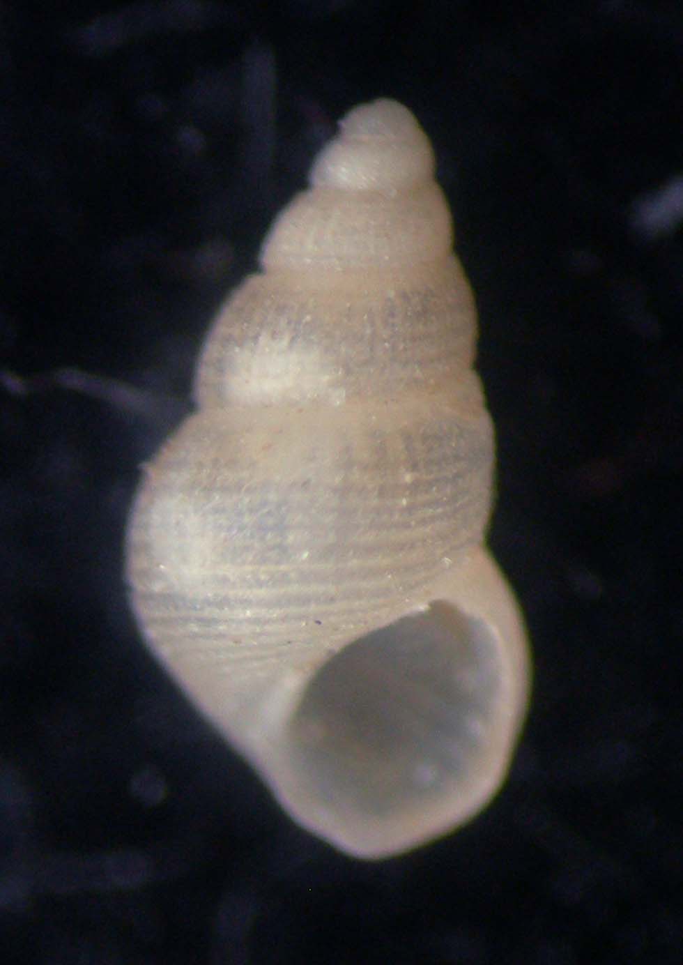 Alvania zylensis